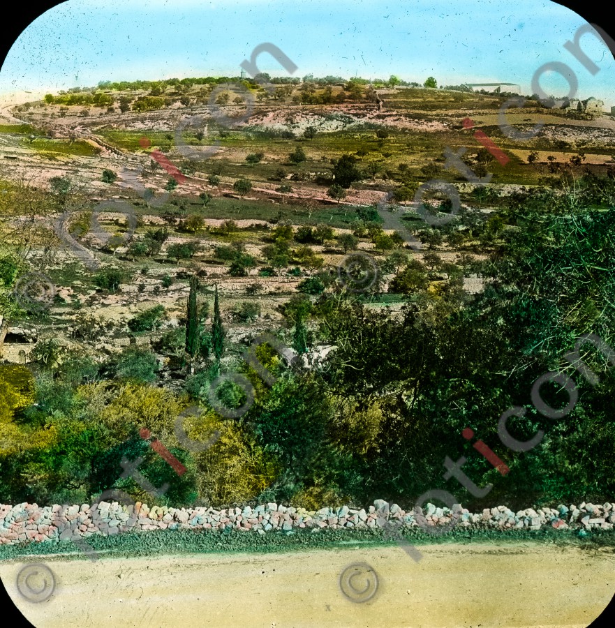 Blick auf den Ölberg | View of the Mount of Olives - Foto foticon-simon-054-025.jpg | foticon.de - Bilddatenbank für Motive aus Geschichte und Kultur